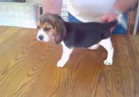 Beagle-Harrier Puppies for sale in Minneapolis, MN, USA. price: NA