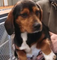 Beagle-Harrier Puppies for sale in Los Angeles, CA, USA. price: NA