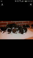 Beagle-Harrier Puppies for sale in Naperville, IL, USA. price: NA