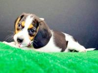 Beagle-Harrier Puppies Photos