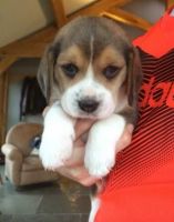 Beagle-Harrier Puppies for sale in Surprise, AZ, USA. price: NA