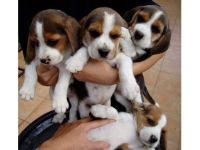 Beagle-Harrier Puppies Photos