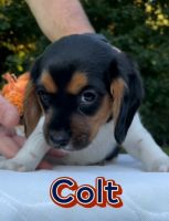 Beaglier Puppies for sale in Mansfield, MA 02048, USA. price: NA