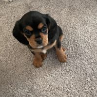 Beaglier Puppies for sale in Toms River, NJ, USA. price: NA