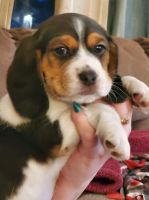 Beaglier Puppies for sale in Sweet Home, OR, USA. price: NA