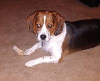 Beaglier Puppies for sale in Akron, OH, USA. price: NA