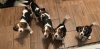 Beaglier Puppies for sale in Sebring, FL 33875, USA. price: NA