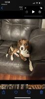 Beaglier Puppies for sale in Mechanicsburg, PA, USA. price: NA