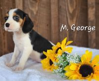 Beaglier Puppies for sale in Nathalie, VA 24577, USA. price: $300