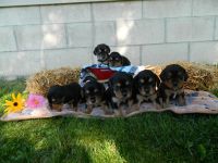 Beaglier Puppies for sale in Clare, MI 48617, USA. price: $850