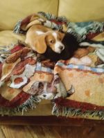 Beaglier Puppies for sale in Seabeck, WA, USA. price: $400