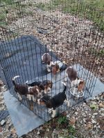 Beago Puppies for sale in Dallas, TX, USA. price: NA