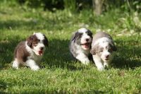 Bearded Collie Puppies for sale in Salt Lake City, UT, USA. price: NA