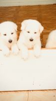 Bearded Collie Puppies for sale in Corona, CA, USA. price: NA