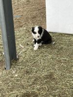 Bearded Collie Puppies for sale in Reno, NV, USA. price: NA