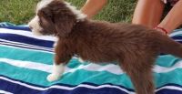 Bearded Collie Puppies for sale in Blue Mountain, AR, USA. price: NA
