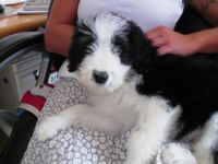 Bearded Collie Puppies for sale in Indianapolis, IN, USA. price: NA
