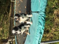 Bearded Collie Puppies for sale in Los Angeles, CA, USA. price: NA