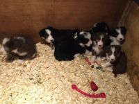 Bearded Collie Puppies for sale in Waco, TX, USA. price: NA