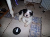 Bearded Collie Puppies for sale in Los Angeles, CA, USA. price: NA
