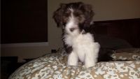 Bearded Collie Puppies for sale in Seattle, WA 98103, USA. price: NA