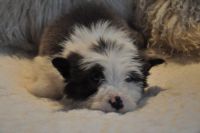 Bearded Collie Puppies for sale in San Francisco, CA, USA. price: NA
