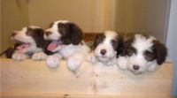 Bearded Collie Puppies for sale in California St, San Francisco, CA, USA. price: NA