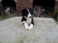 Bearded Collie Puppies for sale in Chicago, IL, USA. price: NA