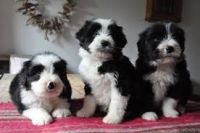 Bearded Collie Puppies for sale in New York, NY, USA. price: NA