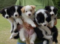 Bearded Collie Puppies for sale in New York, NY, USA. price: NA