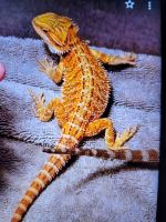 Bearded Dragon Reptiles for sale in West Monroe, LA, USA. price: NA
