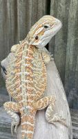 Bearded Dragon Reptiles for sale in Hickory, NC, USA. price: NA
