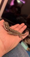 Bearded Dragon Reptiles for sale in Huntsville, TX, USA. price: NA