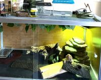 Bearded Dragon Reptiles for sale in Livermore, CA, USA. price: NA