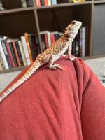Bearded Dragon Reptiles for sale in Forest Grove, OR 97116, USA. price: NA