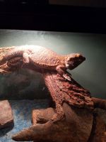 Bearded Dragon Reptiles for sale in Watertown, WI 53098, USA. price: NA