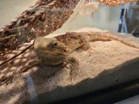 Bearded Dragon Reptiles for sale in Austell, GA, USA. price: NA