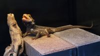 Bearded Dragon Reptiles for sale in Piedmont, SC 29673, USA. price: NA