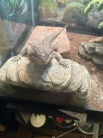 Bearded Dragon Reptiles for sale in Newport News, VA, USA. price: NA