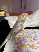 Bearded Dragon Reptiles for sale in Plano, TX, USA. price: NA