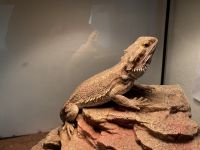 Bearded Dragon Reptiles for sale in Uniontown, PA 15401, USA. price: NA
