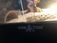 Bearded Dragon Reptiles for sale in Fort Worth, TX, USA. price: NA
