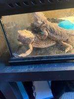 Bearded Dragon Reptiles for sale in Brooklyn Park, MD 21225, USA. price: NA