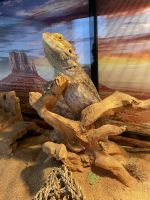Bearded Dragon Reptiles for sale in Richmond, KY, USA. price: NA