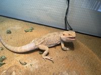 Bearded Dragon Reptiles for sale in West Palm Beach, FL, USA. price: NA