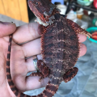 Bearded Dragon Reptiles for sale in Binghamton, NY, USA. price: NA