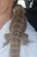 Bearded Dragon Reptiles for sale in Kelseyville, CA 95451, USA. price: $500
