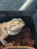 Bearded Dragon Reptiles for sale in Morristown, TN, USA. price: NA