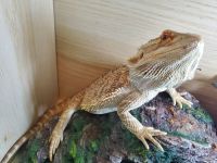 Bearded Dragon Reptiles for sale in Auburn Hills, MI, USA. price: $200