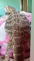 Bearded Dragon Reptiles for sale in New York, NY, USA. price: $100